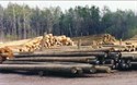 CCA Treated southern pine piling